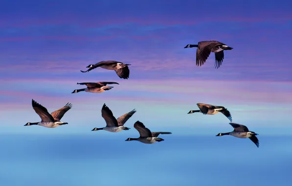 Picture the sky, clouds, flight, birds, wings, geese