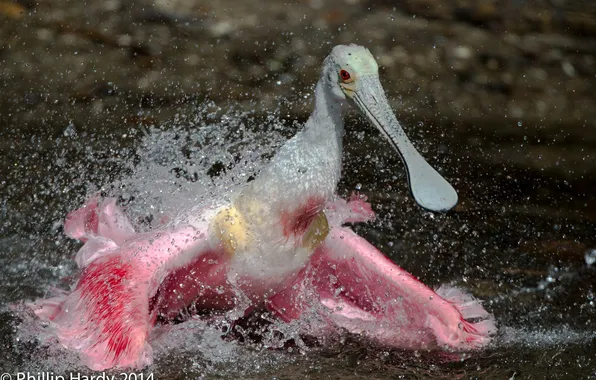 Picture water, drops, squirt, bird, pink, beak
