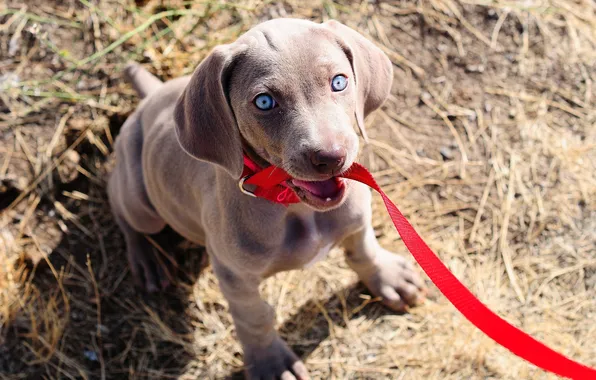 Picture eyes, look, dog, puppy, leash, weimaraner