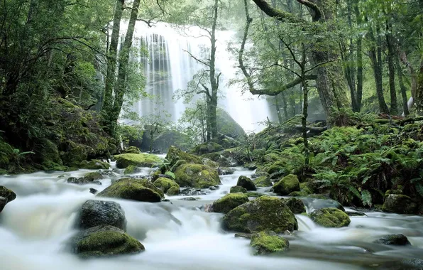 Forest, trees, river, stones, waterfall, stream, Australia, Tasmania