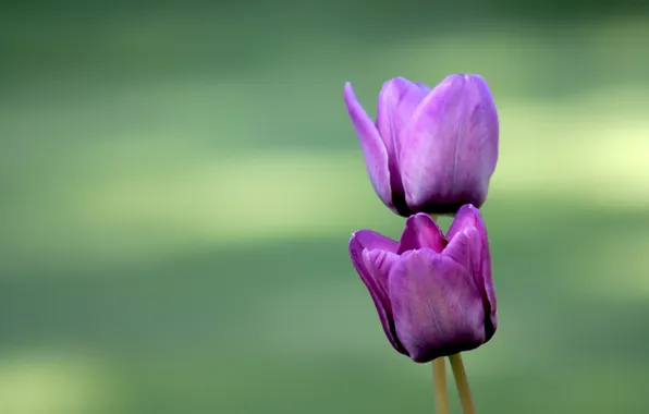 Love, flowers, nature, romance, tulips, green