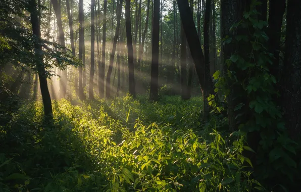 Forest, the sun, rays, light, trees, fog, thickets, morning