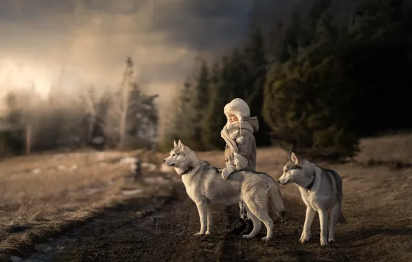 Picture road, dog, girl