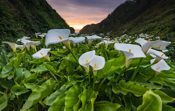 Greens, the sky, leaves, clouds, flowers, mountains, dawn, the slopes