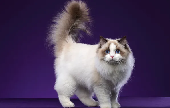 Cat, cat, look, pose, tail, face, purple background, Studio