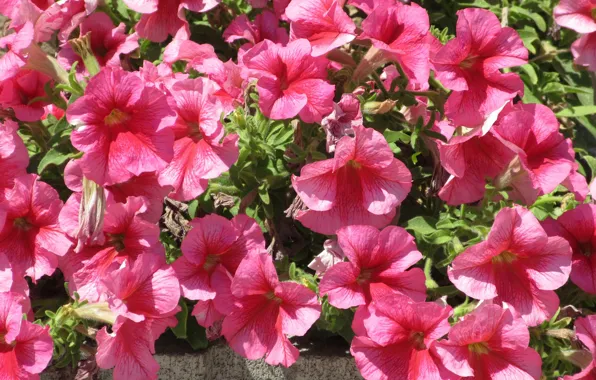 Flowers, pink, Petunia, petunias, Mamala ©, summer 2018