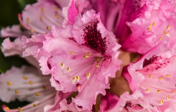 Macro, flowers, close-up, petals, stamens, pink, spotted, inflorescence