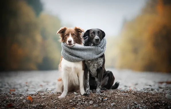 Picture autumn, dogs, pebbles, comfort, stones, heat, together, shore