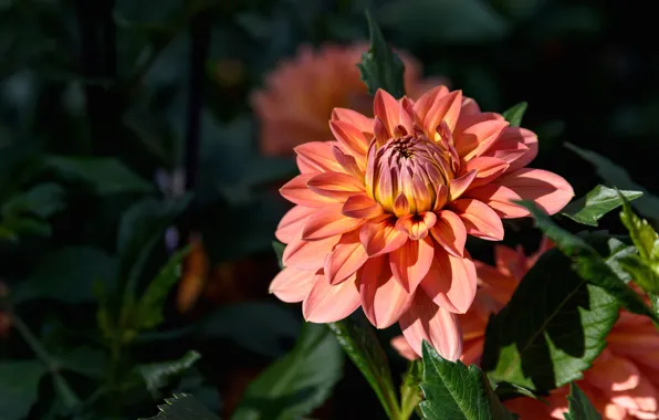 Flower, leaves, light, flowers, the dark background, orange, garden, Dahlia