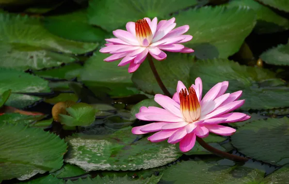 Picture leaves, flowers, pink, water lilies, pond, Nymphaeum