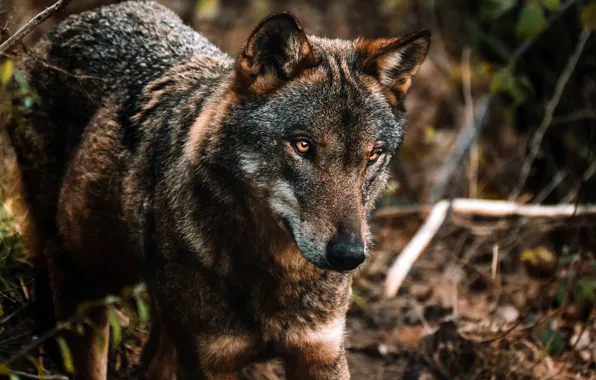 Picture forest, look, face, nature, pose, the dark background, grey, wolf