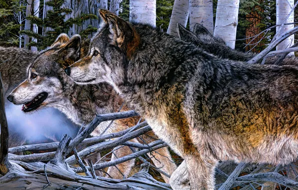 Picture forest, look, face, figure, wolf, pack, picture, art