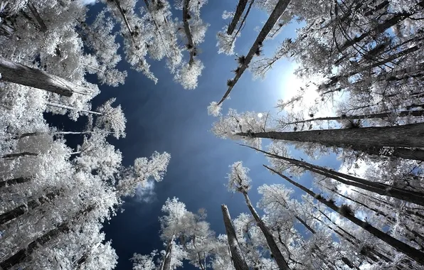 Frost, forest, the sky, trees, Infrared