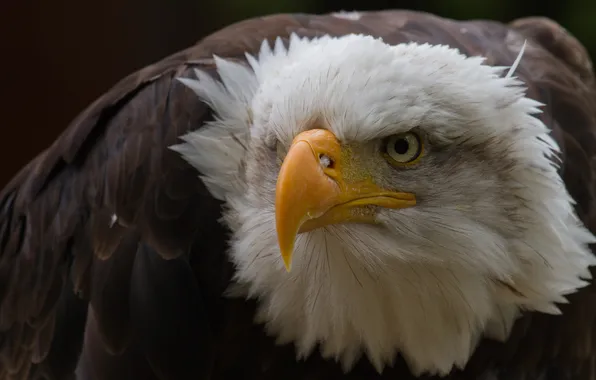 Look, bird, beak, eagle, sharp, terrible, proud