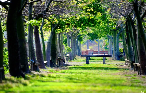 Greens, Park, benches, benches