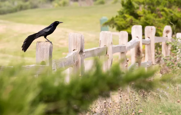 Summer, bird, the fence