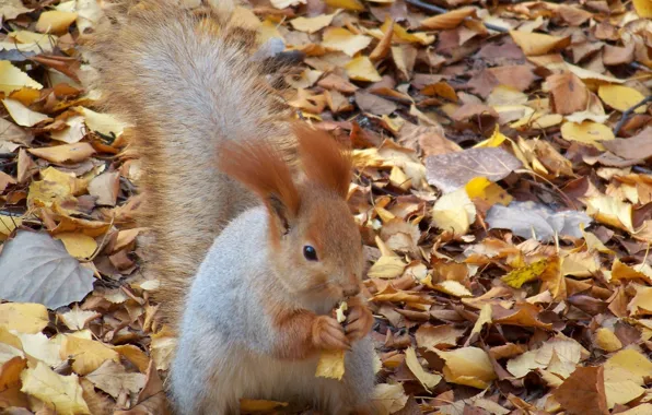 Picture autumn, leaves, walnut, protein, nibbles