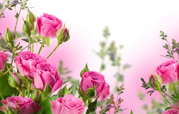 Flowers, bouquet, petals, buds, pink roses