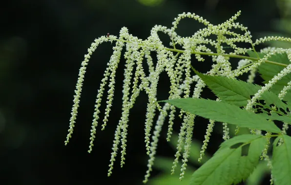 White, black, blooming, forest fireweed