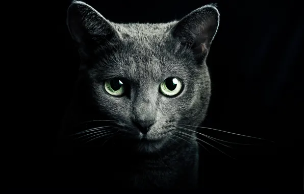 Picture cat, eyes, cat, look, grey, green, black background, blue