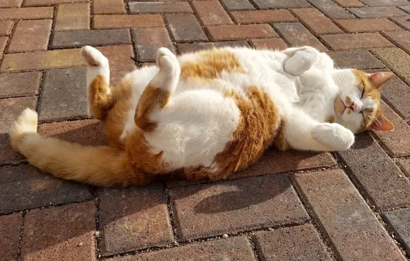 Cat, cat, relax, sleep, legs, the sidewalk, chill, sleeping