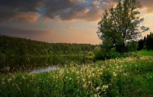Greens, forest, summer, grass, clouds, trees, flowers, lake