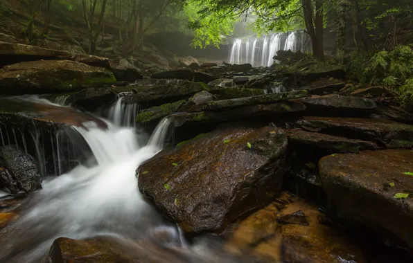 Forest, nature, waterfall, stream
