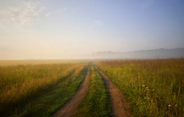Field, summer, landscape, nature, dawn