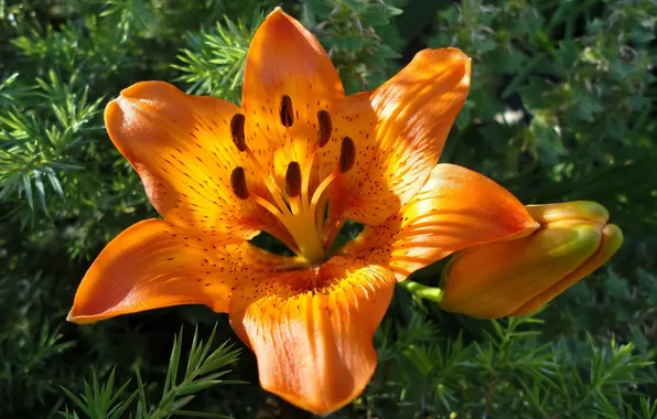 Flower, orange, Lily