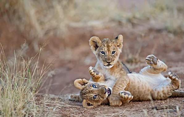Cat, Leo, Africa, lion, Kenya, Samburu national reserve