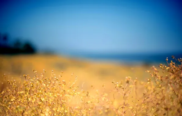 Picture field, nature, plant, The sky