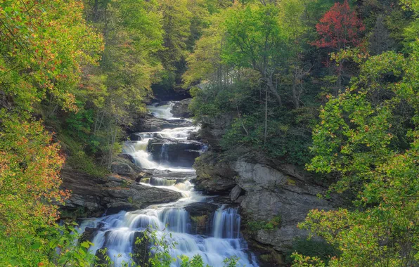 Forest, stream, waterfalls, mountain river, thresholds