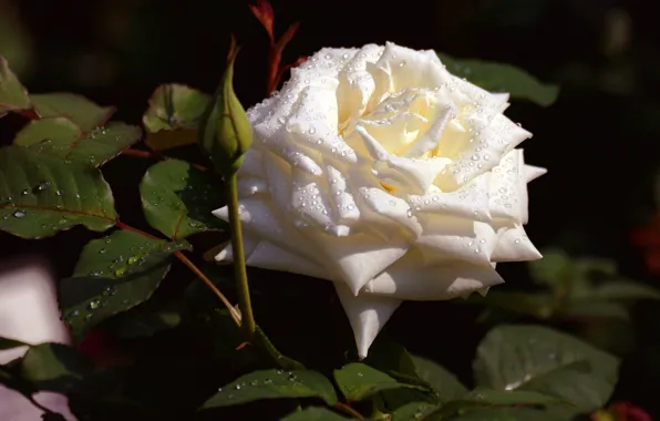 Picture white, leaves, drops, flowers, the dark background, background, one, roses