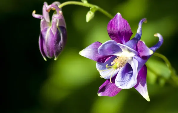 Flower, Bud, green background, Aquilegia, the catchment, Aquilegia (Columbine)