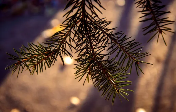 Picture macro, spruce, the evening