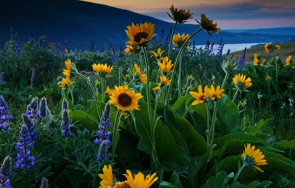 The sky, flowers, mountains, lake
