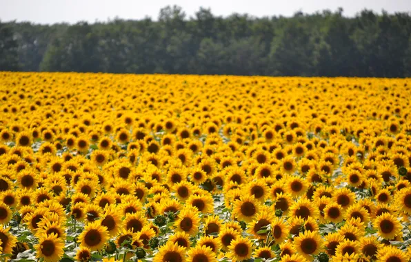 Picture field, sunflowers, yellow, a lot