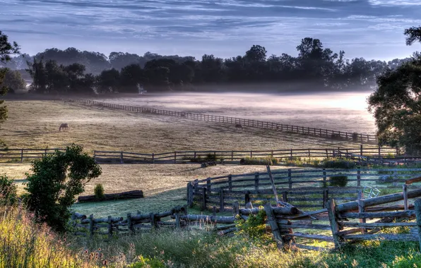 Field, landscape, fog, horse, the fence, morning