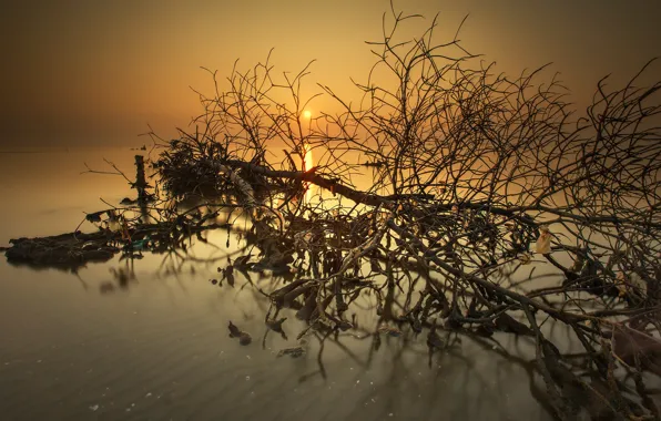 The sun, sunset, tree, the evening