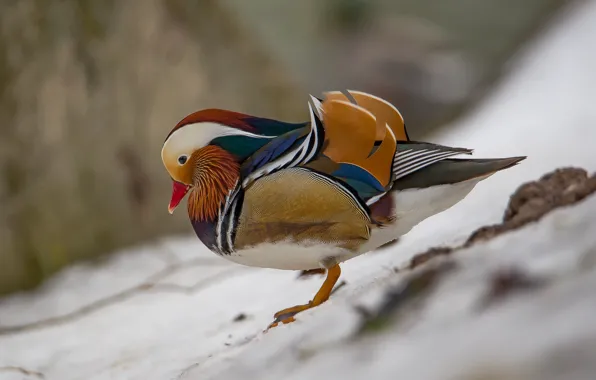 Birds, duck, tangerine, photohunt