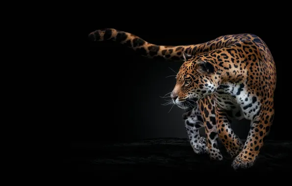 Pose, Jaguar, black background