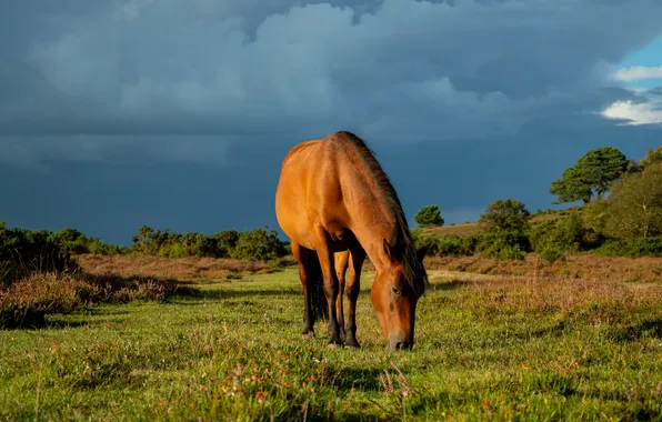 Field, the sky, blue, horse, horse, grazing