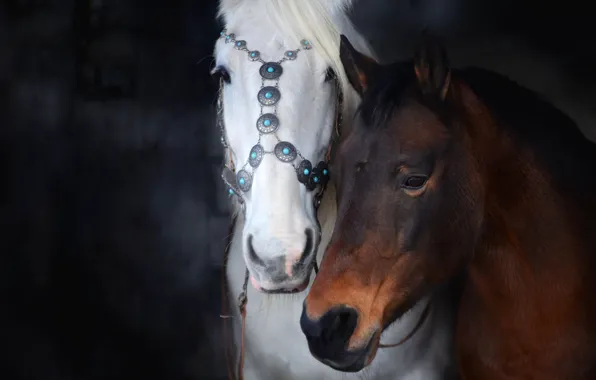 Picture white, look, the dark background, horse, horse, two, horses, portrait