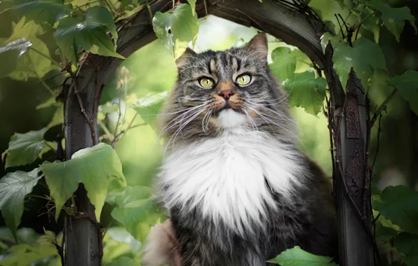 Greens, cat, summer, cat, look, leaves, branches, nature