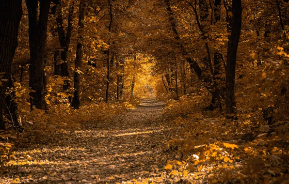 Picture road, autumn, forest, leaves, trees, Park, alley