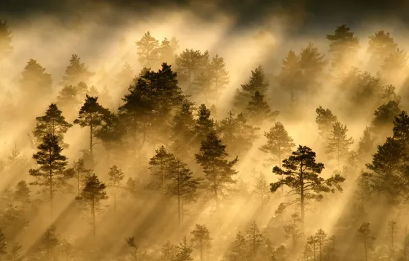 Picture forest, rays, light, morning, haze