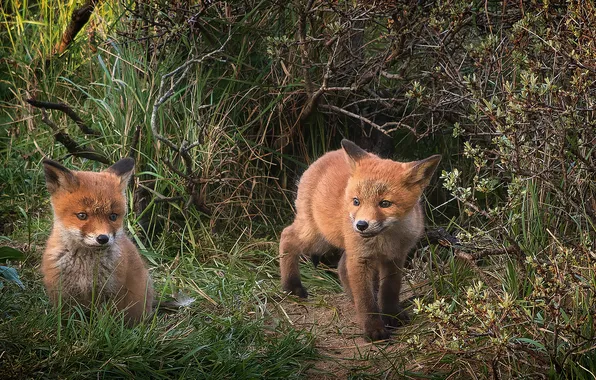 Thickets, Fox, Fox, Fox, cubs