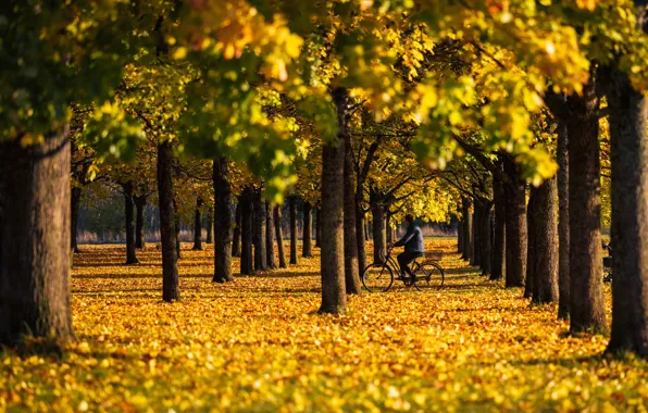 Picture trees, Park, autumn, leaves