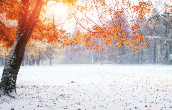 Snow, Nature, Winter, Autumn, Trees