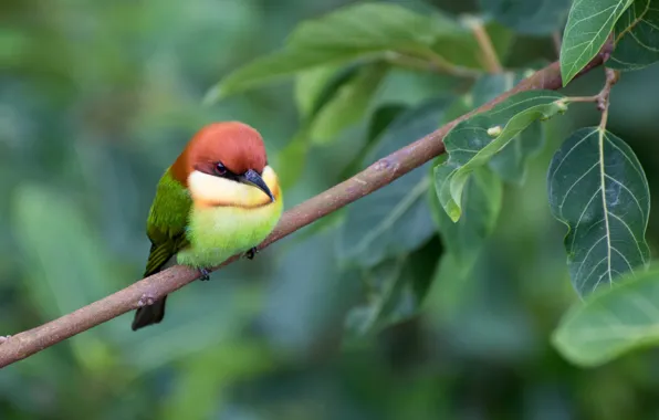 Bird, foliage, branch, schurka